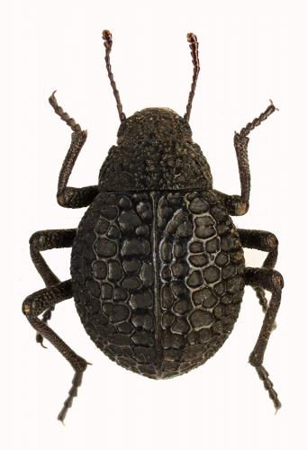Adesmia nassata